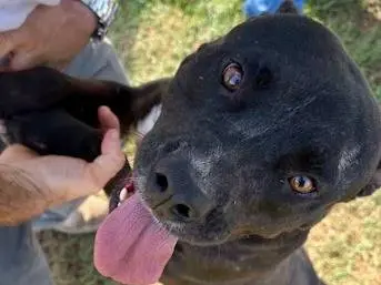 Adotta un cane, femmina, 4 anni e 10 mesi, Latina