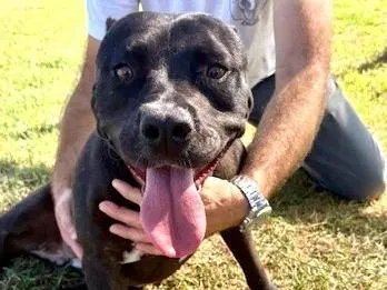 Adozione cane, femmina, Pitbull Razza sconosciuta, 4 anni e 10 mesi, taglia media, Latina