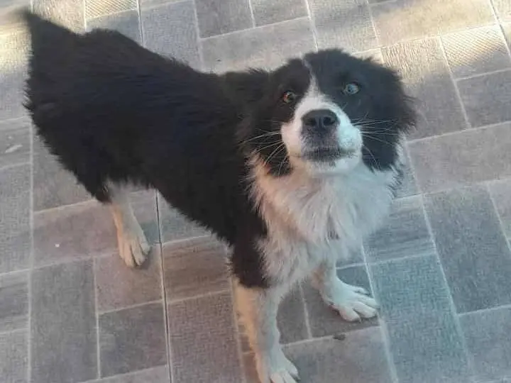 Adotta un cane, femmina, 1 anno e 3 mesi, Catania