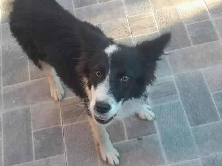 Adozione cane, femmina, Razza sconosciuta Razza sconosciuta, 1 anno e 3 mesi, taglia media, Catania