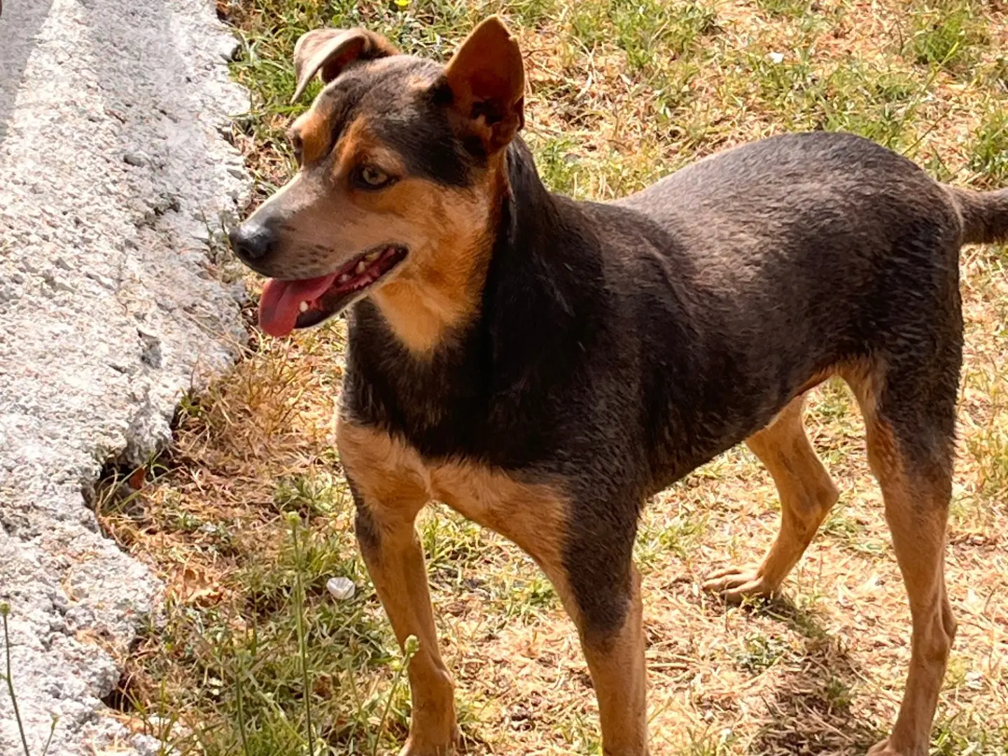 Adotta un cane, maschio, 4 anni e 4 mesi, Salerno