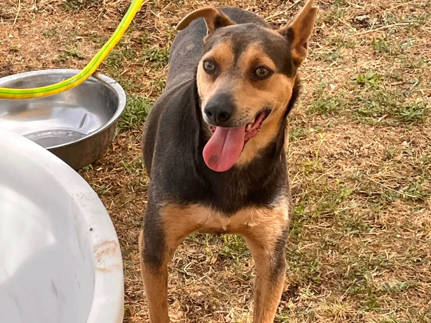 Adozione cane, maschio, Razza sconosciuta Razza sconosciuta, 4 anni e 4 mesi, taglia media contenuta, Salerno