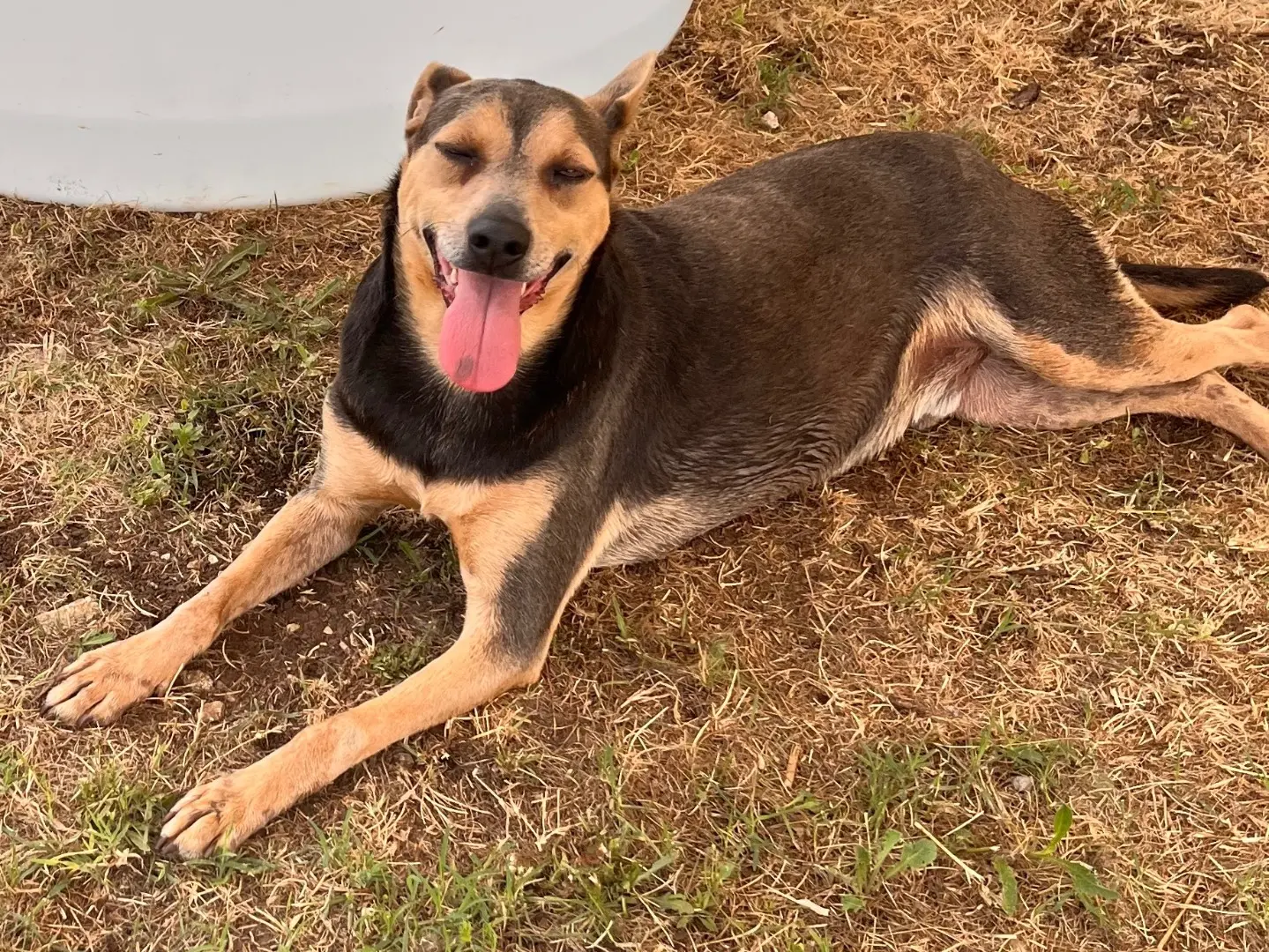 Adotta un cane, taglia media contenuta, maschio, Salerno