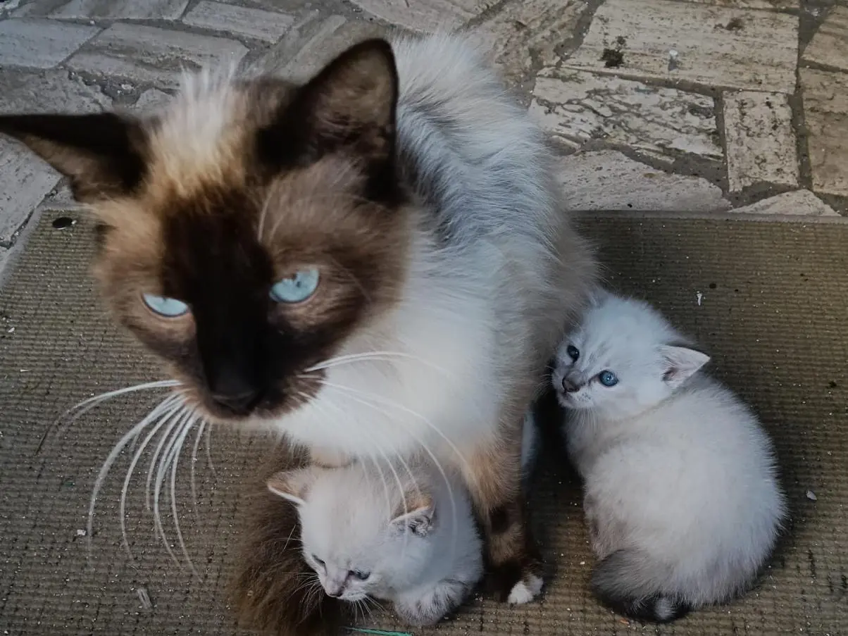 Adozione gatto, femmina, Sacro di Birmania Razza sconosciuta, 1 anno e 7 mesi, taglia non valida, Latina