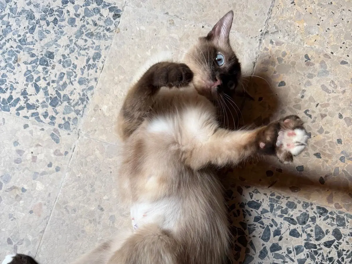 Adotta un gatto, taglia non valida, femmina, Latina