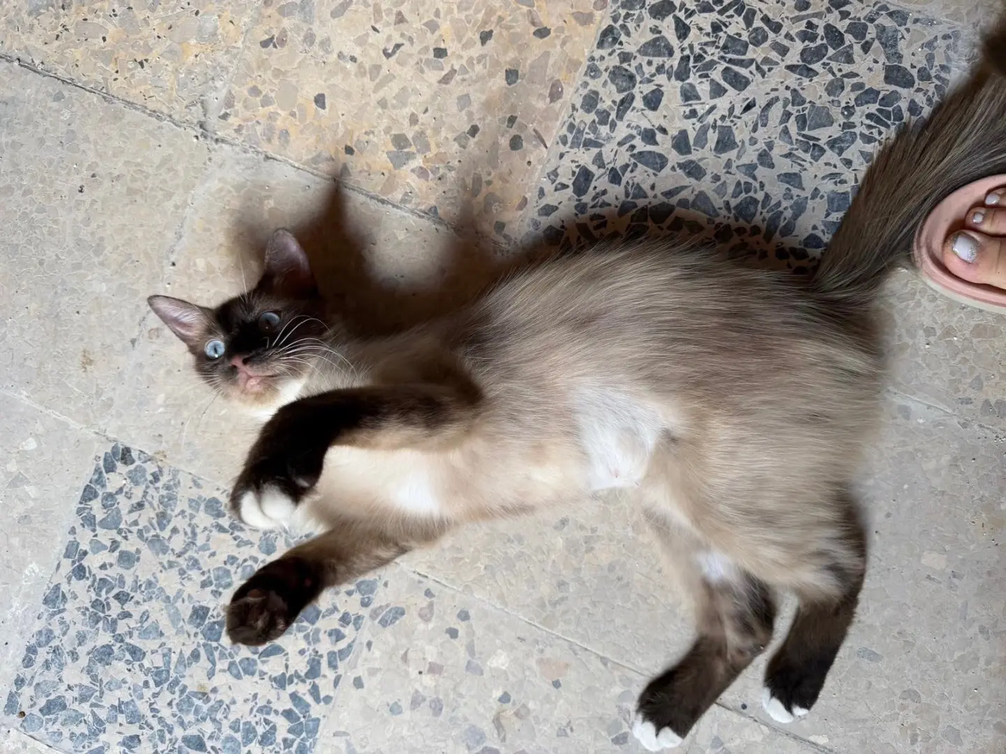Adotta un gatto, femmina, 1 anno e 7 mesi, Latina