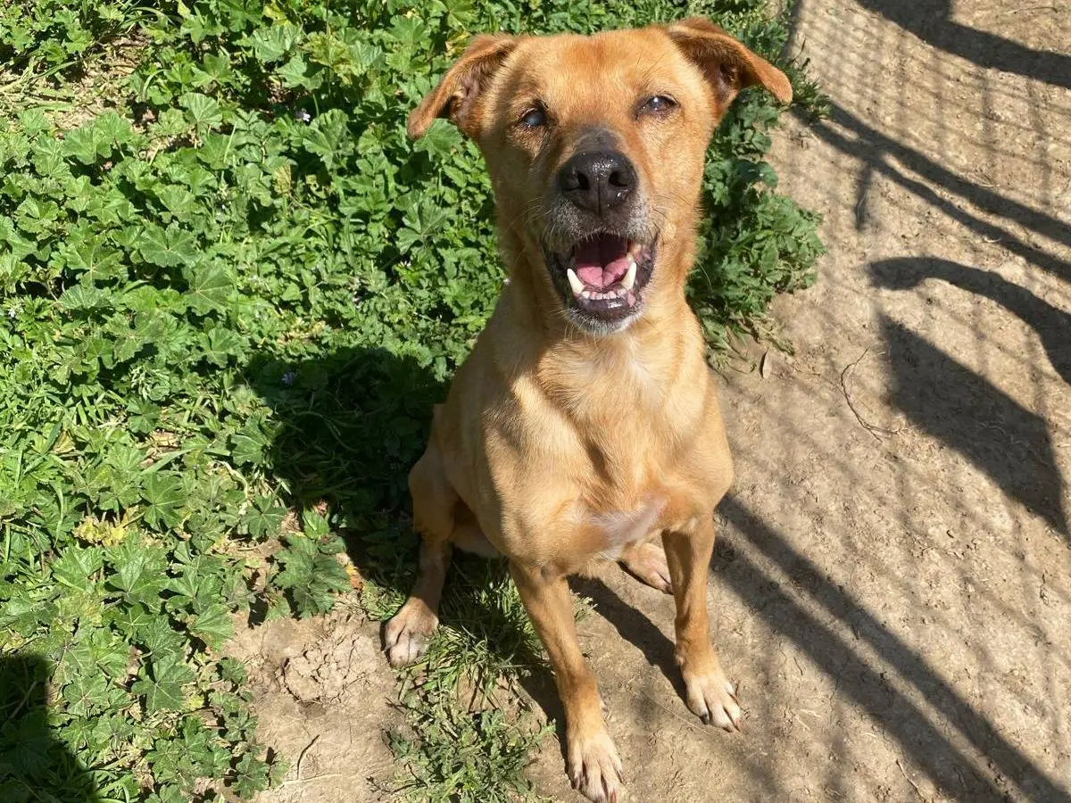Adotta un cane, femmina, 9 anni e 2 mesi, Roma