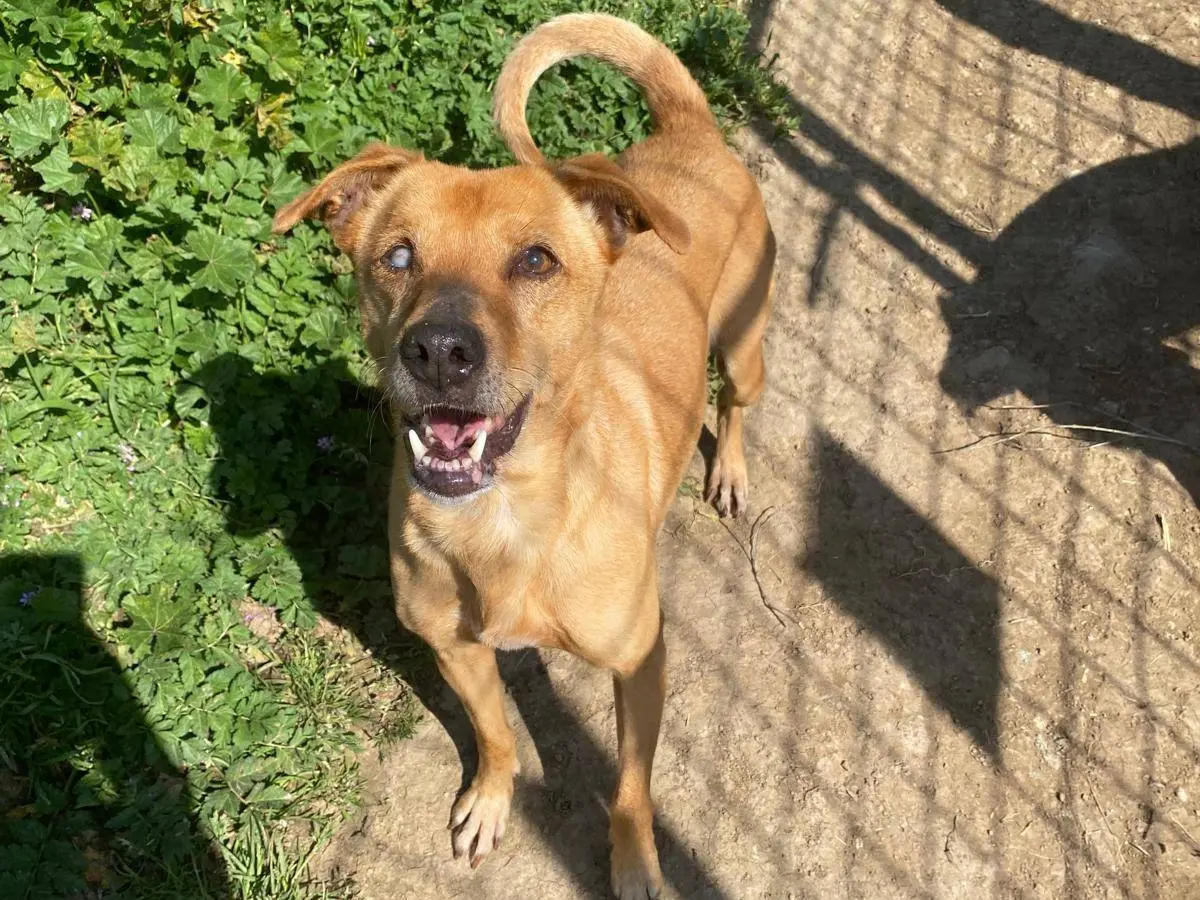 Adotta un cane, taglia media contenuta, femmina, Roma