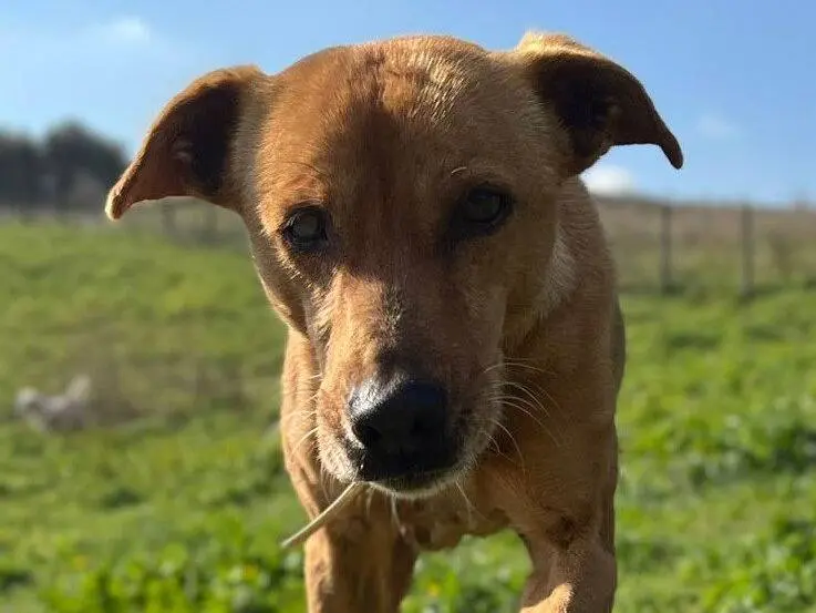 Adozione cane, femmina, Razza sconosciuta Razza sconosciuta, 9 anni e 2 mesi, taglia media contenuta, Roma