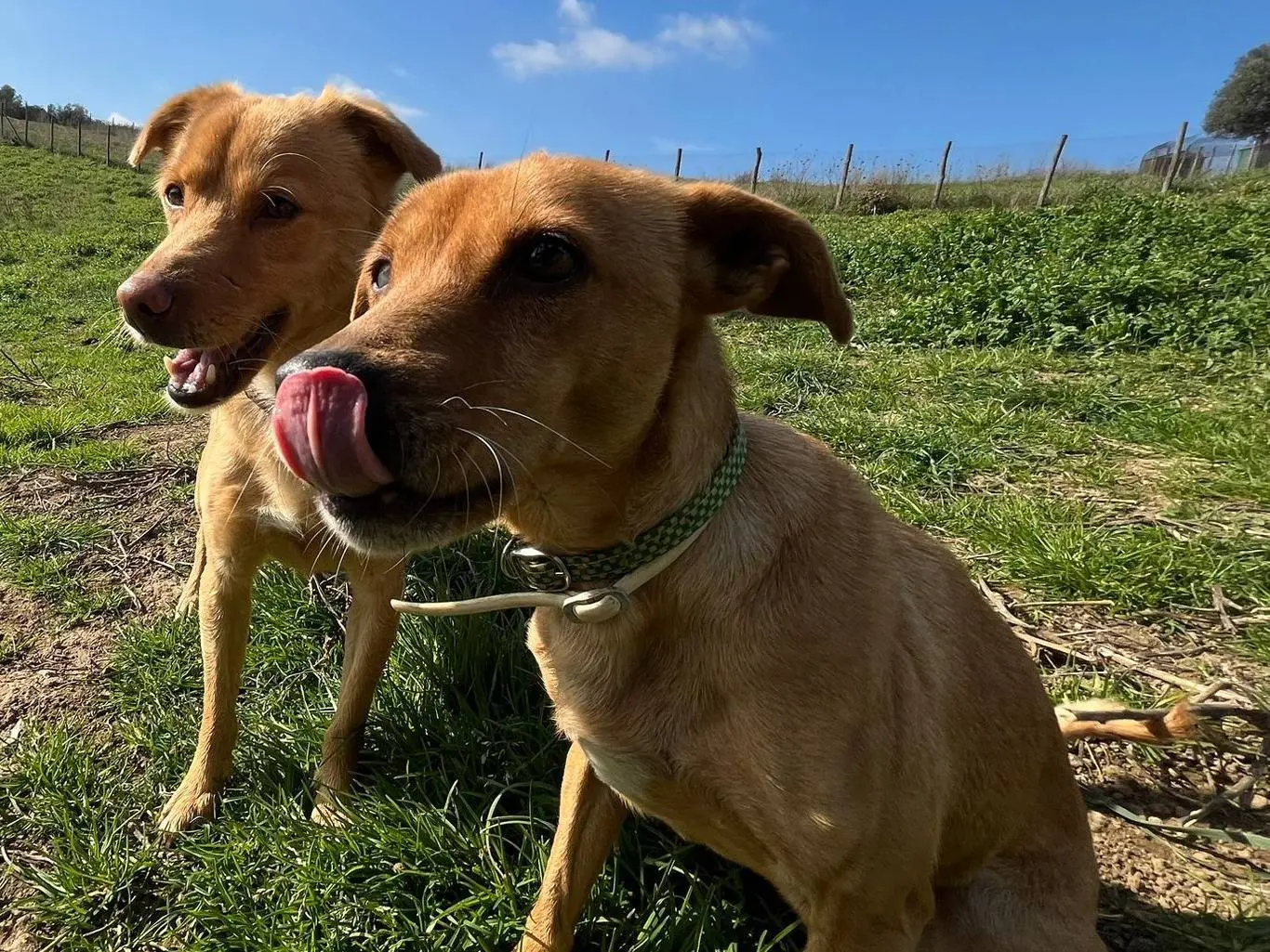 Adotta il cane Nikita a Roma