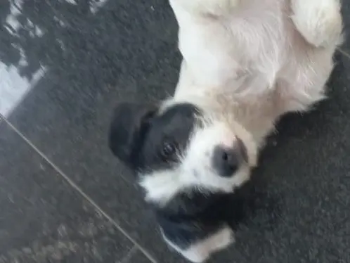 Adozione cane, maschio, Razza sconosciuta Razza sconosciuta, 6 mesi, taglia media contenuta, Napoli