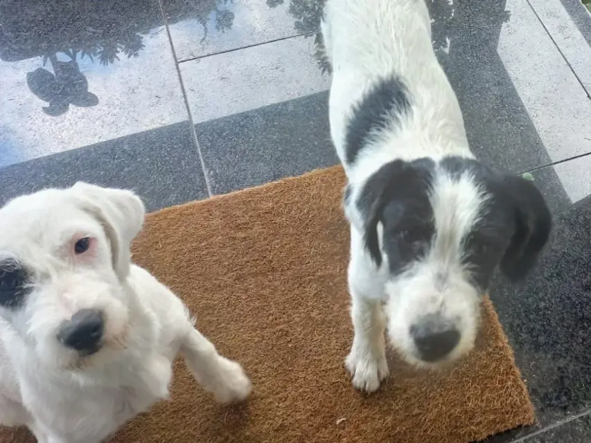 Adotta un cane, maschio, 6 mesi, Napoli
