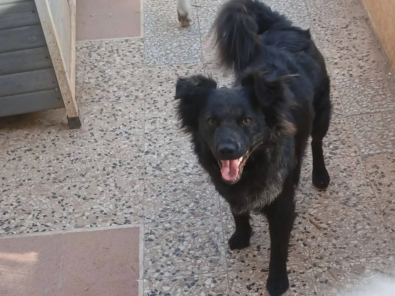 Adotta il cane Alba a Bari