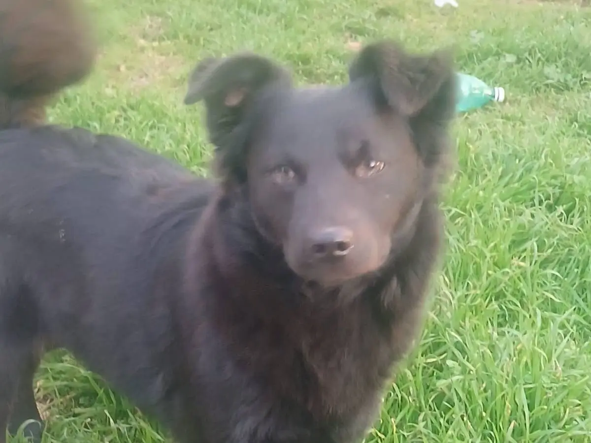 Adotta un cane, femmina, 1 anno e 7 mesi, Bari