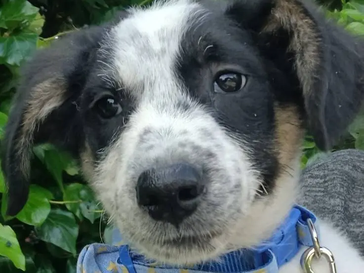 Vuoi adottare un cane a Napoli?