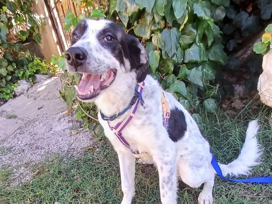 Adotta il cane Safar a Napoli
