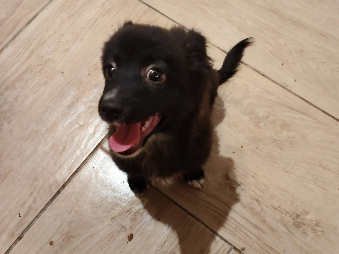 Adozione cane, maschio, Razza sconosciuta Razza sconosciuta, 2 mesi, taglia piccola, Catanzaro