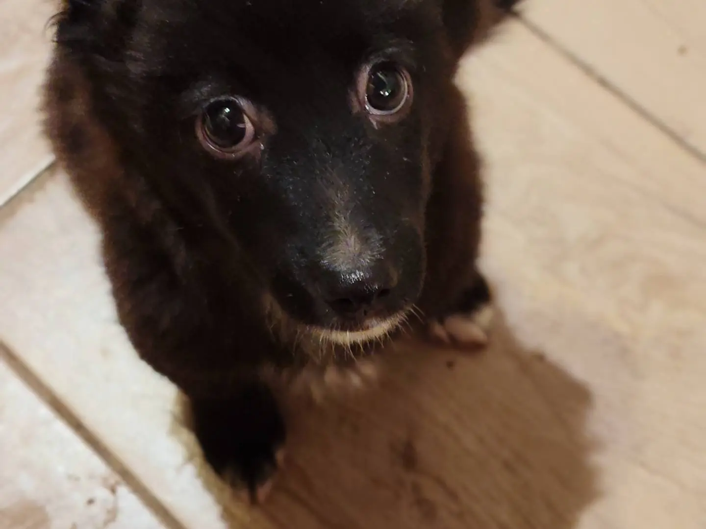 Adotta un cane, taglia piccola, maschio, Catanzaro