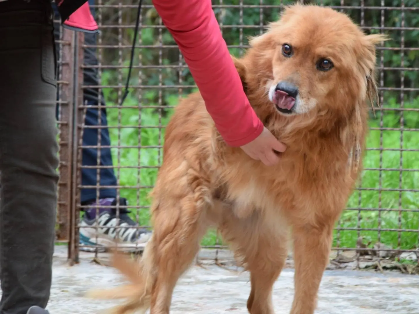 Adozione cane, maschio, Razza sconosciuta Razza sconosciuta, 11 anni, taglia media, Chieti