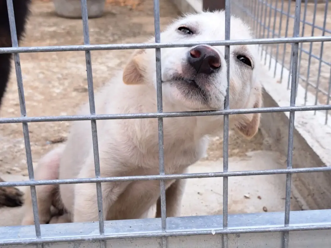 Adozione cane, femmina, Razza sconosciuta Razza sconosciuta, 1 anno e 8 mesi, taglia media, Vibo