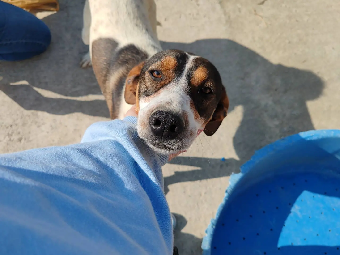 Adotta un cane, maschio, 2 anni e 5 mesi, Catania