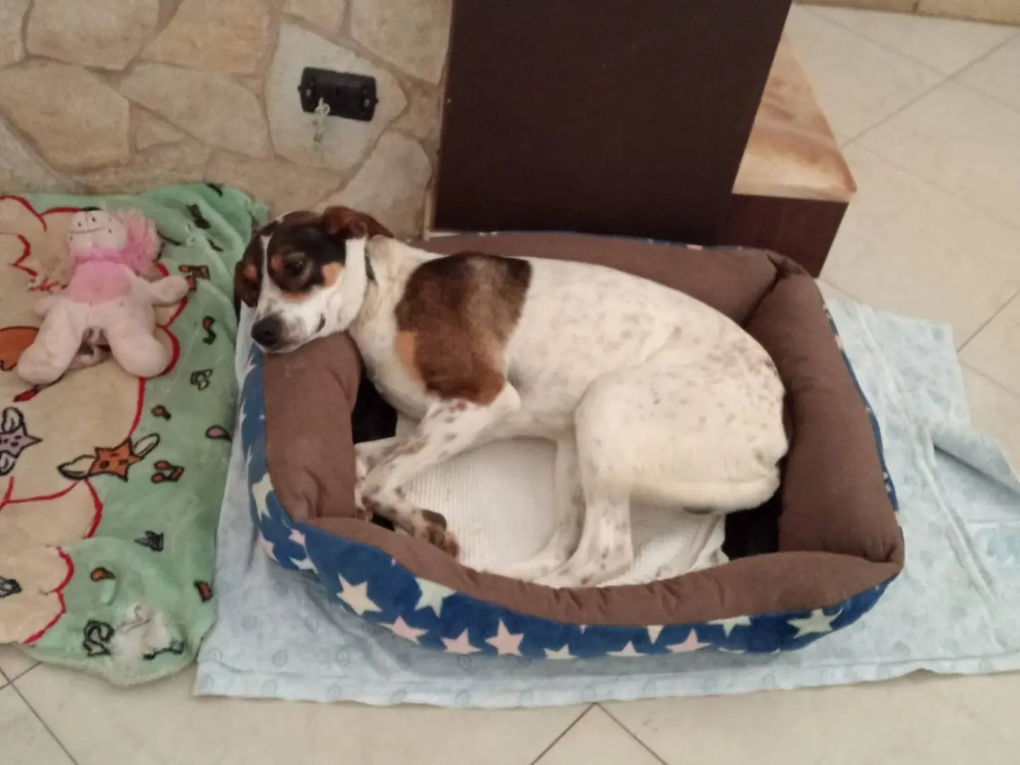 Adozione cane, maschio, Razza sconosciuta Razza sconosciuta, 2 anni e 5 mesi, taglia media, Catania
