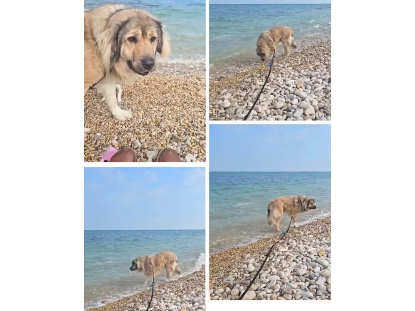 Foto 3 dell'animale