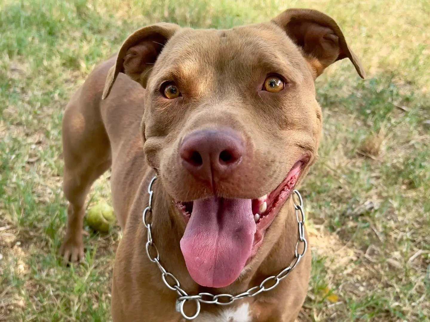 Adozione cane, femmina, Pitbull, 5 anni, taglia media, Verona
