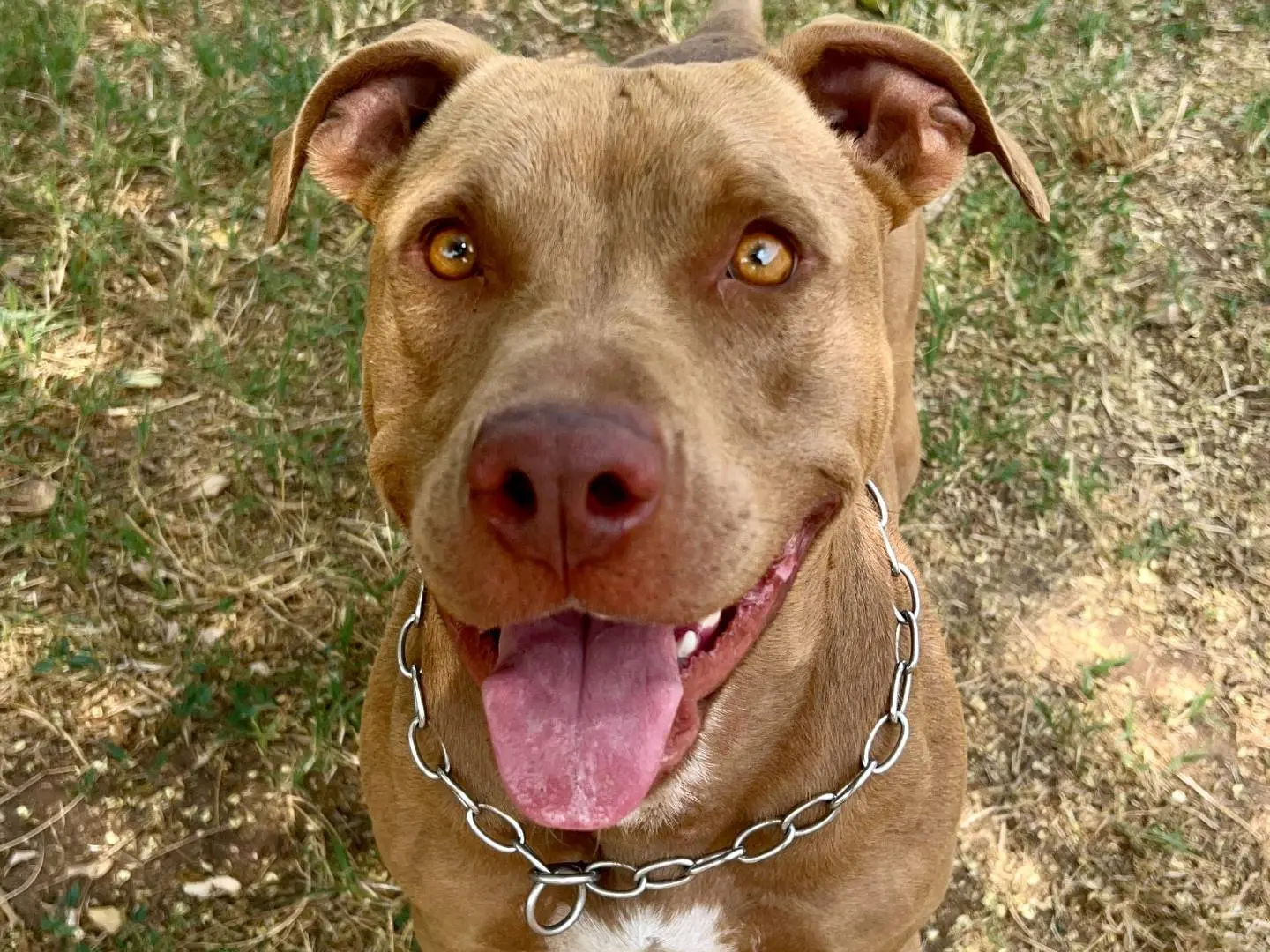 Adotta un cane, femmina, 5 anni, Verona
