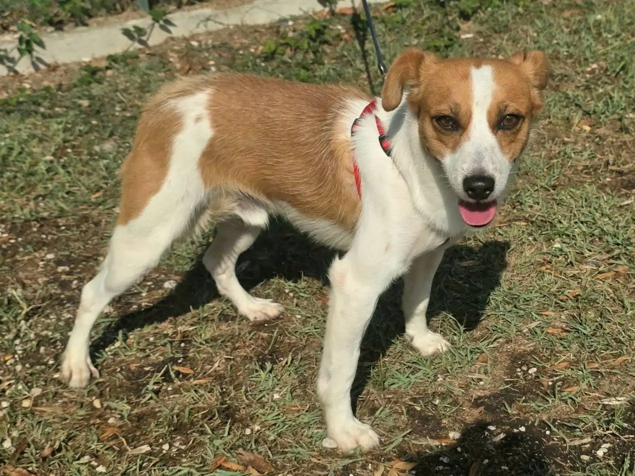 Adotta il cane Pericle a Teramo
