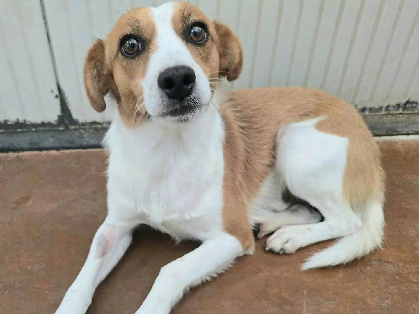 Adozione cane, maschio, Razza sconosciuta Razza sconosciuta, 2 anni e 3 mesi, taglia piccola, Teramo