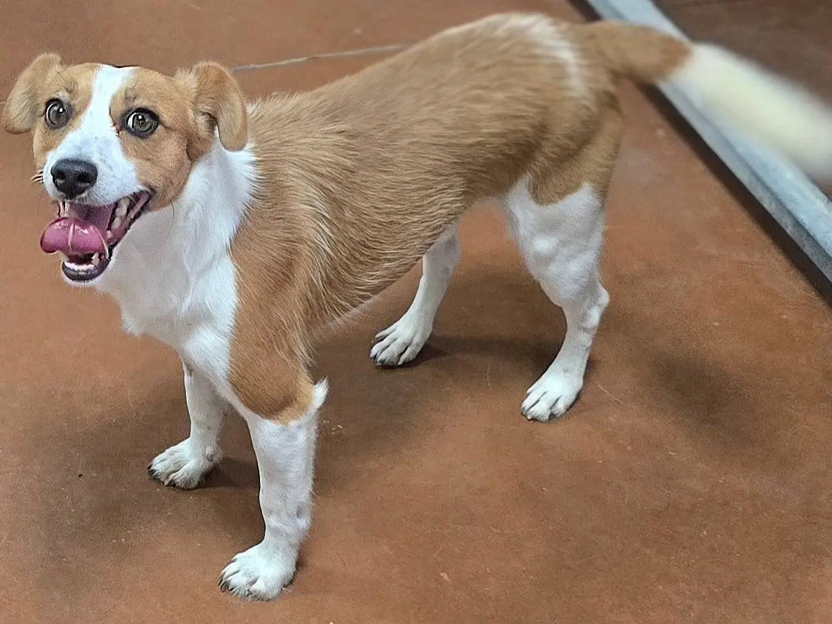 Adotta un cane, taglia piccola, maschio, Teramo