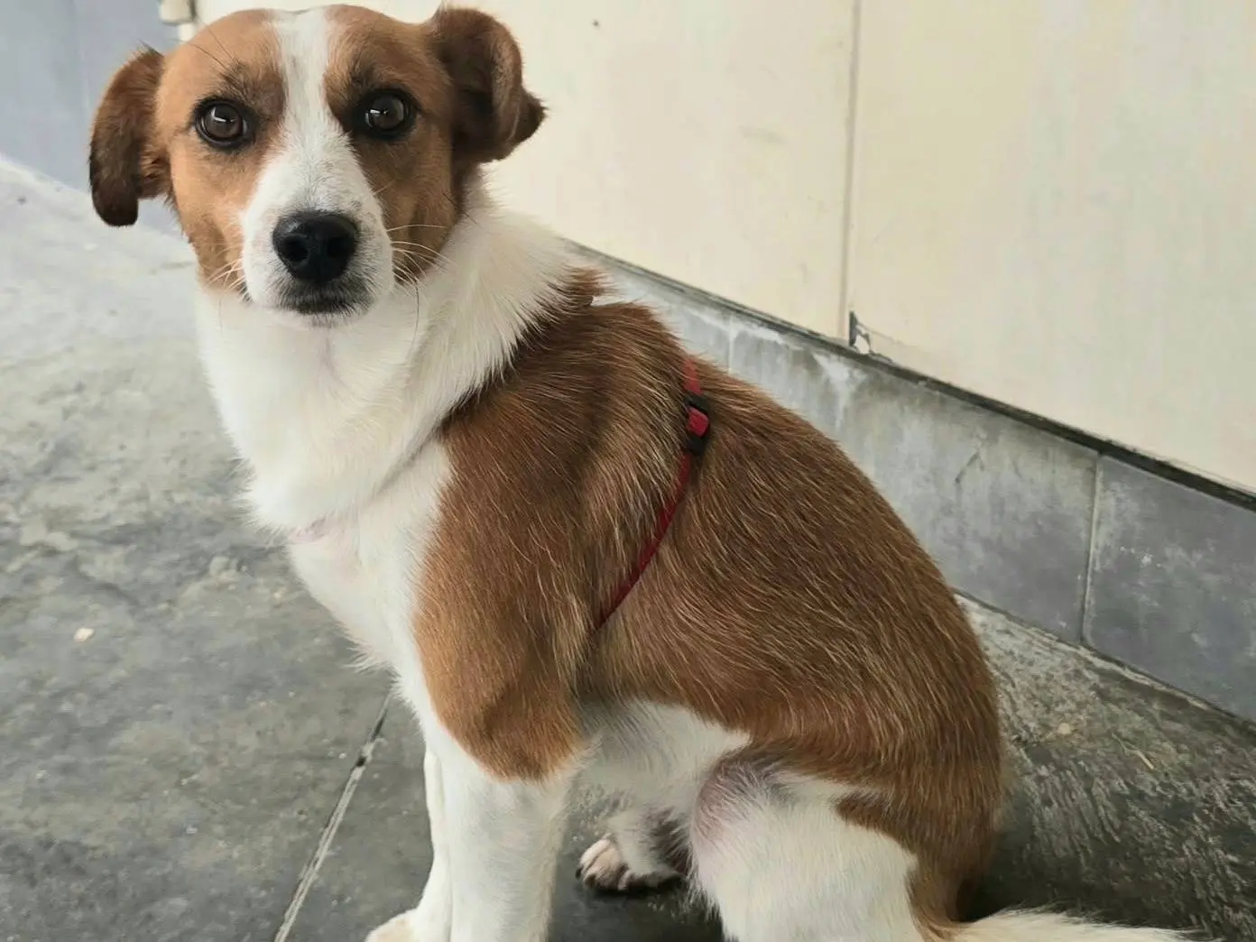 Vuoi adottare un cane a Teramo?