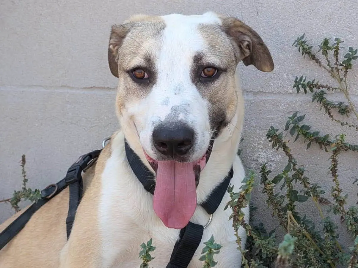Adozione cane, maschio, Razza sconosciuta Razza sconosciuta, 9 mesi, taglia grande, Taranto