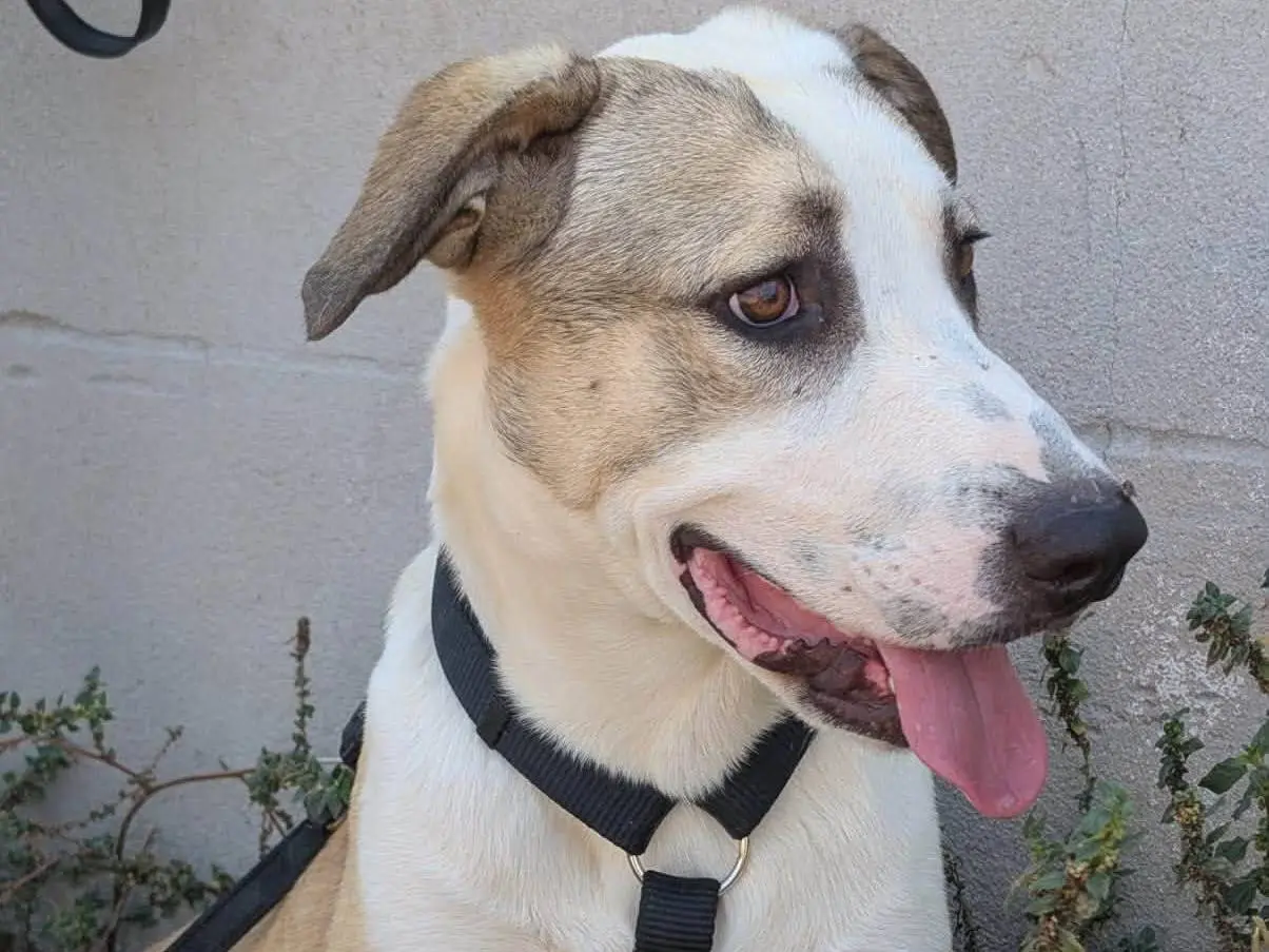Adotta un cane, maschio, 9 mesi, Taranto