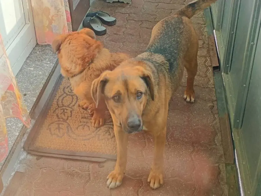 Adozione cane, maschio, Pastore tedesco Razza sconosciuta, 4 anni e 9 mesi, taglia media, Asti