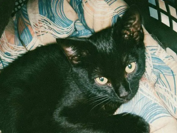 Vuoi adottare un gatto a Pisa?