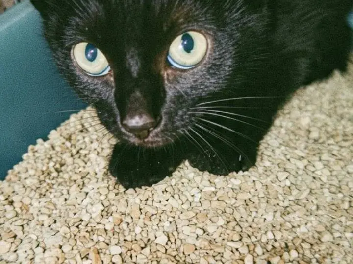 Adotta un gatto, taglia non valida, maschio, Pisa