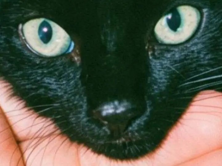 Adotta il gatto DIESEL a Pisa