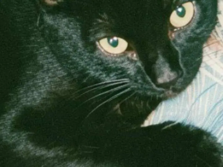 Adotta un gatto, maschio, 2 mesi, Pisa