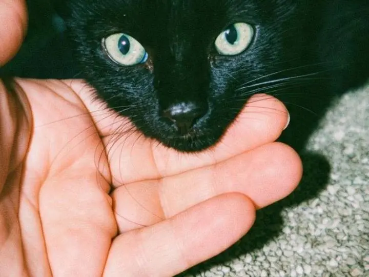 Adozione gatto, maschio, Razza sconosciuta Razza sconosciuta, 2 mesi, taglia non valida, Pisa