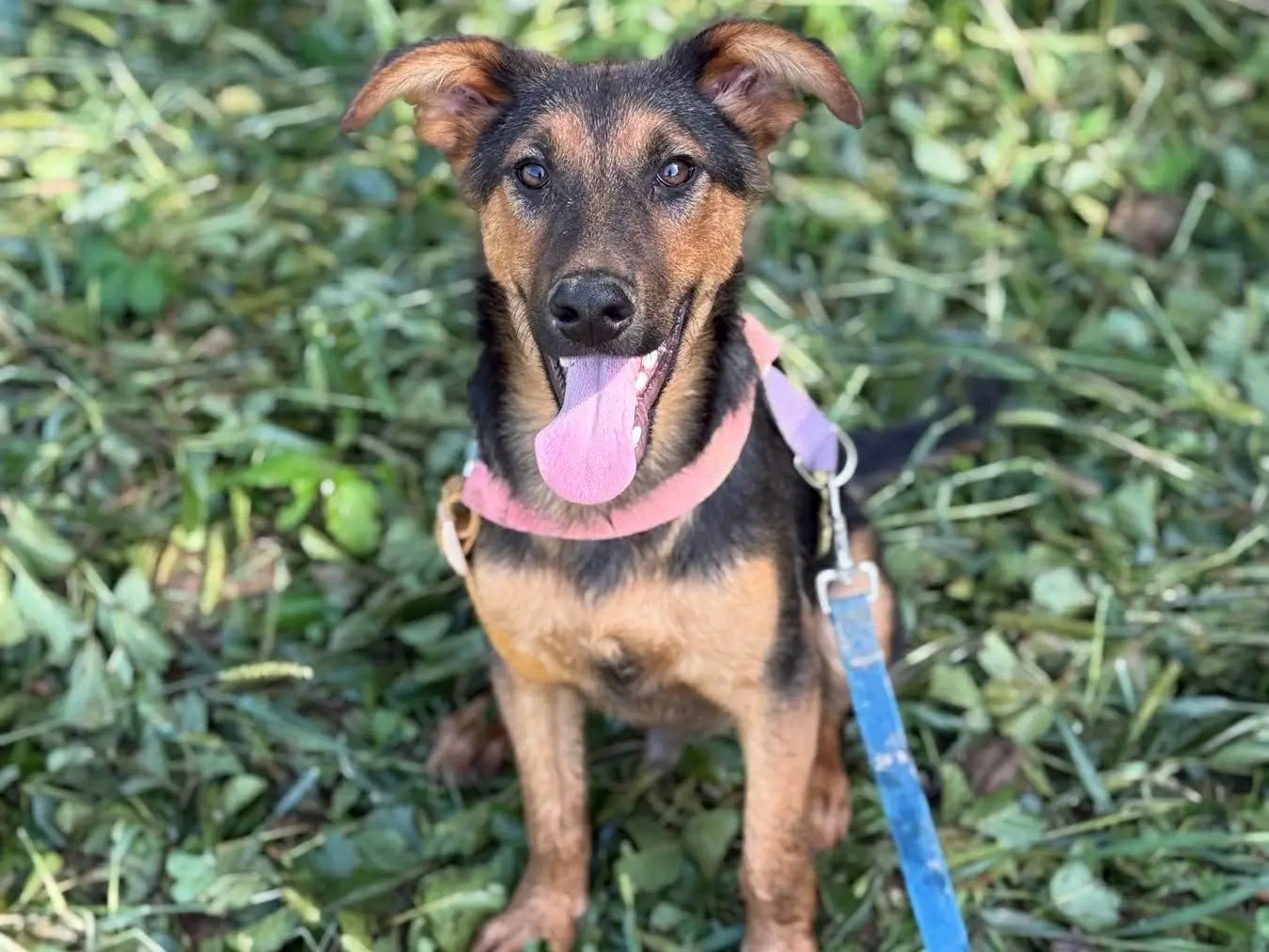 Adotta un cane, maschio, 7 mesi, Firenze