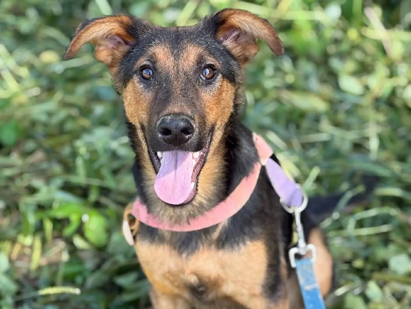 Adozione cane, maschio, Pastore tedesco Razza sconosciuta, 7 mesi, taglia media, Firenze