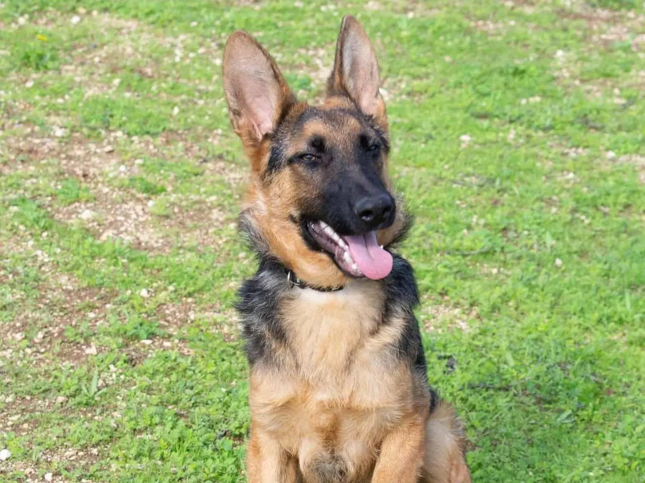 Adozione cane, maschio, Pastore tedesco Razza sconosciuta, 1 anno e 8 mesi, taglia media, Bari