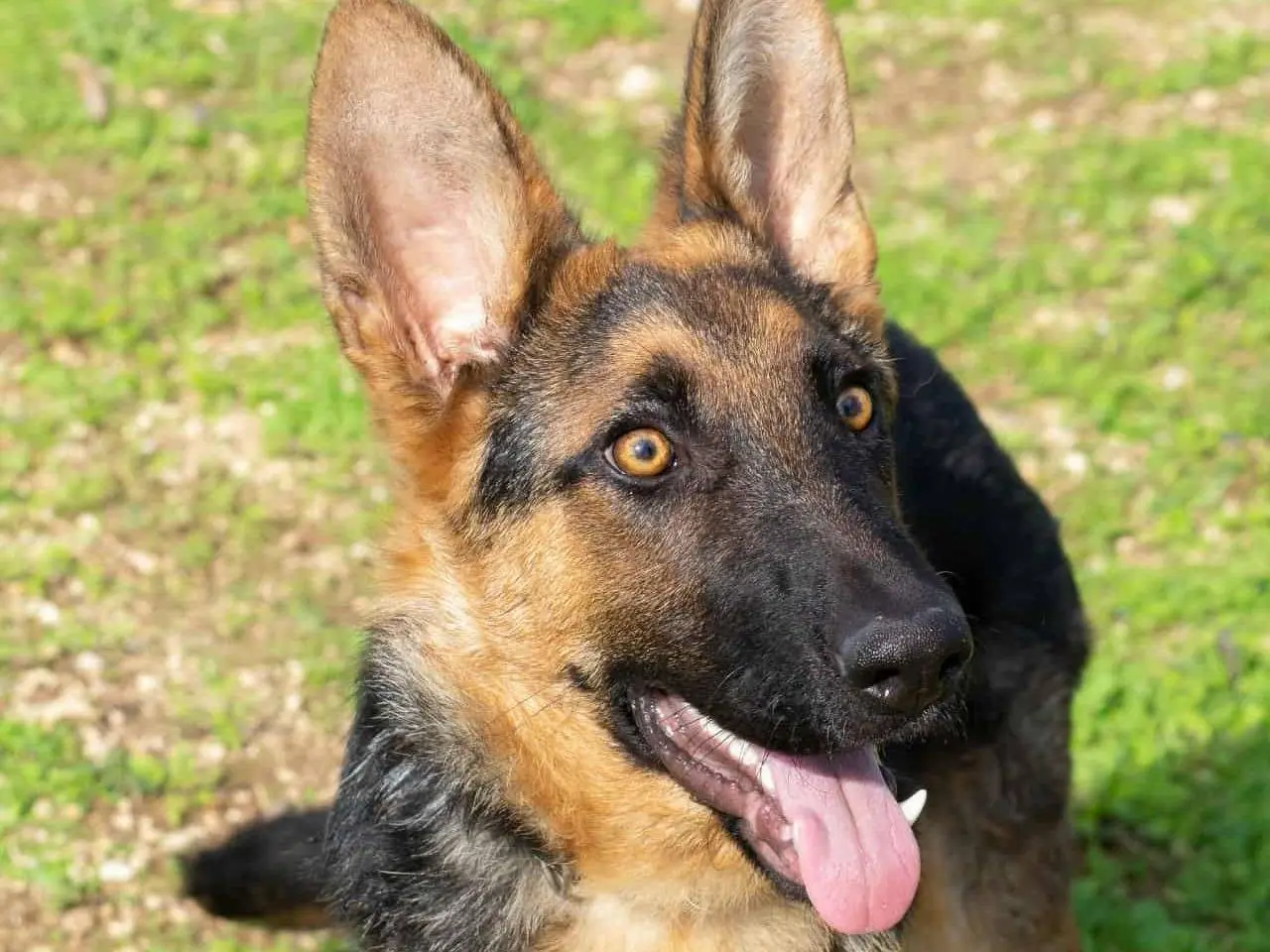 Adotta un cane, maschio, 1 anno e 8 mesi, Bari