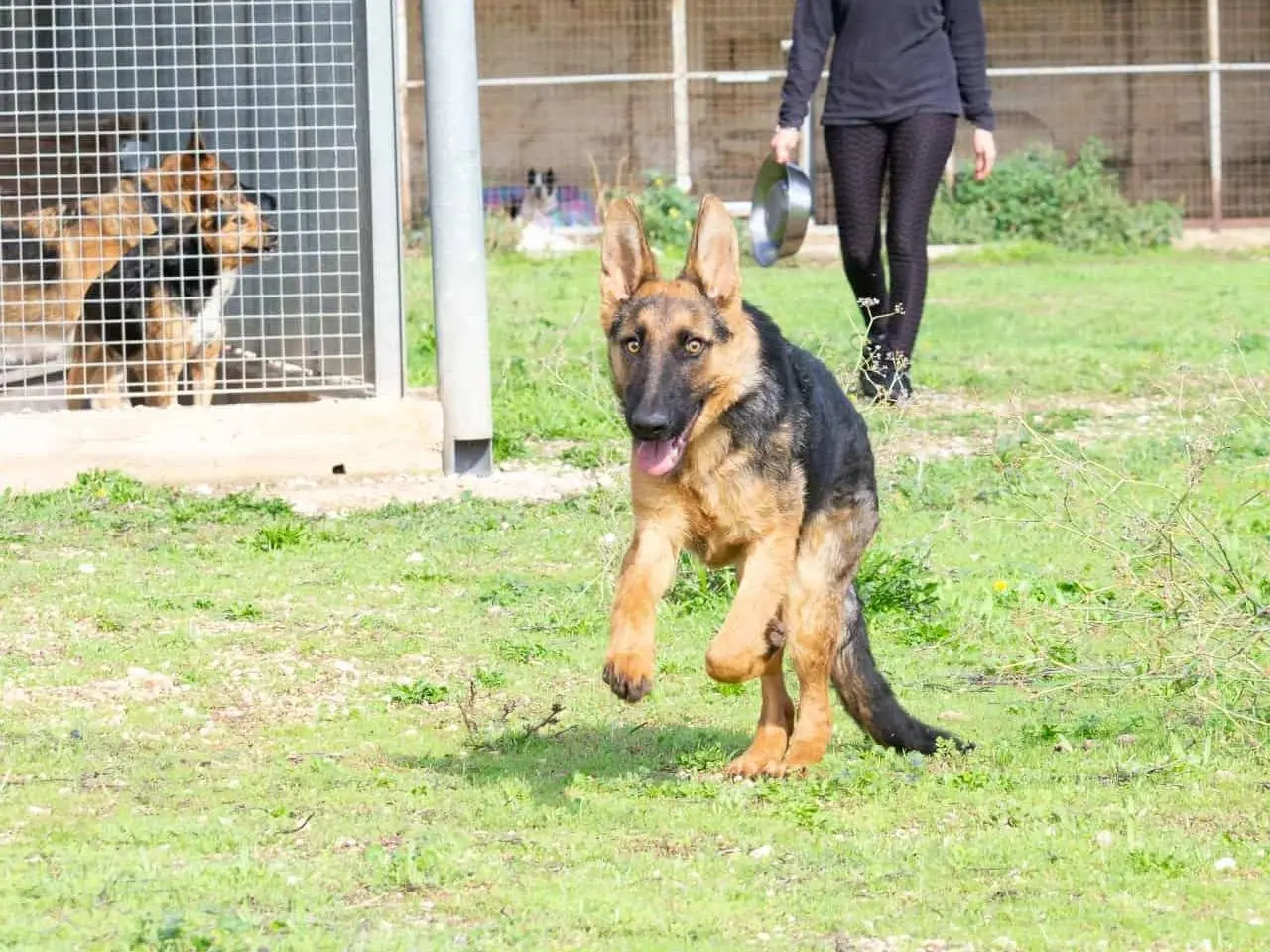 Vuoi adottare un cane a Bari?
