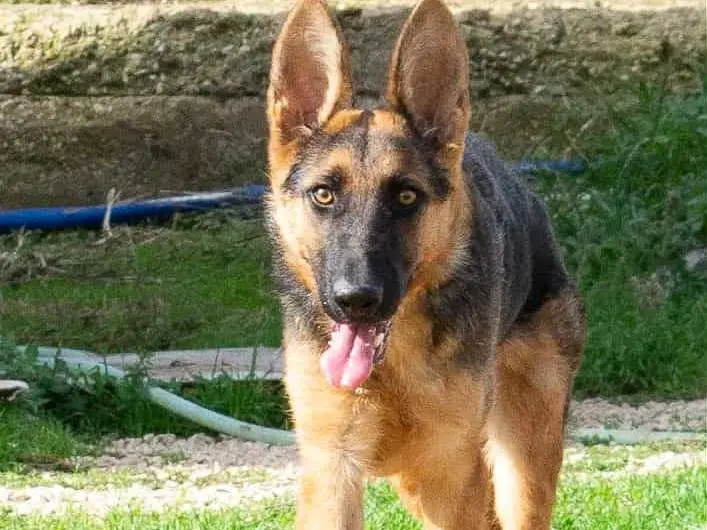 Adotta un cane, taglia media, maschio, Bari