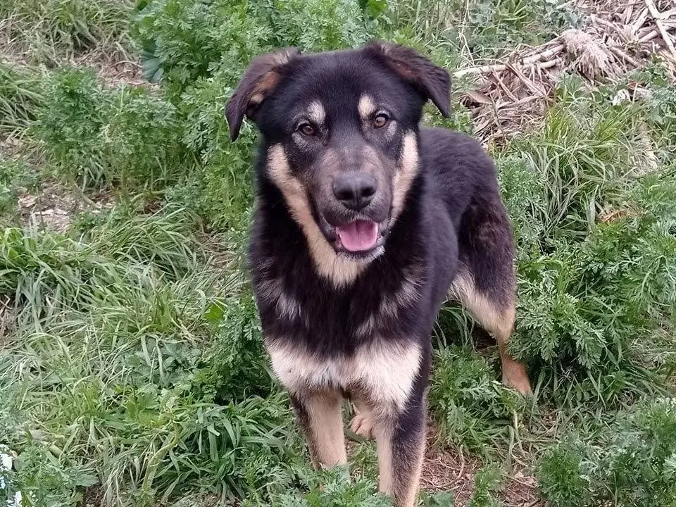Adotta un cane, taglia media, maschio, Trapani