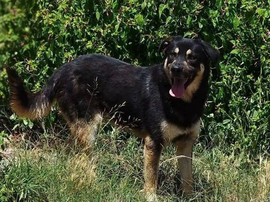 Adotta un cane, maschio, 3 anni e 4 mesi, Trapani