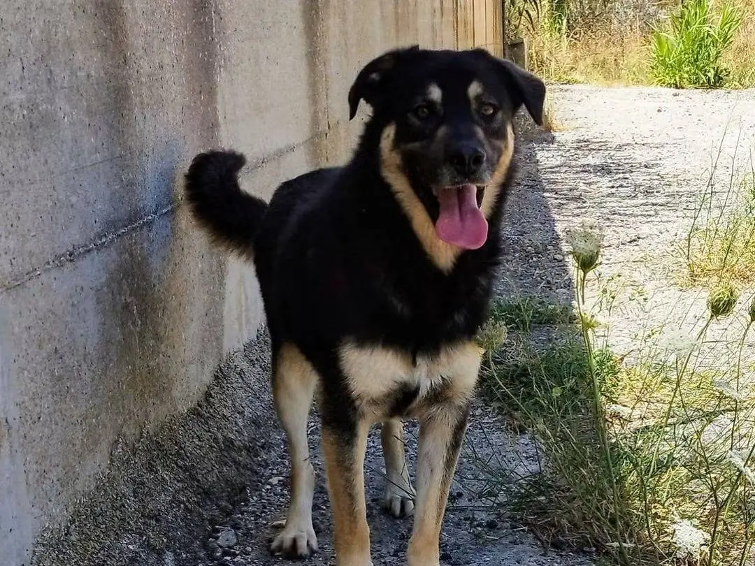 Adozione cane, maschio, Razza sconosciuta Razza sconosciuta, 3 anni e 4 mesi, taglia media, Trapani